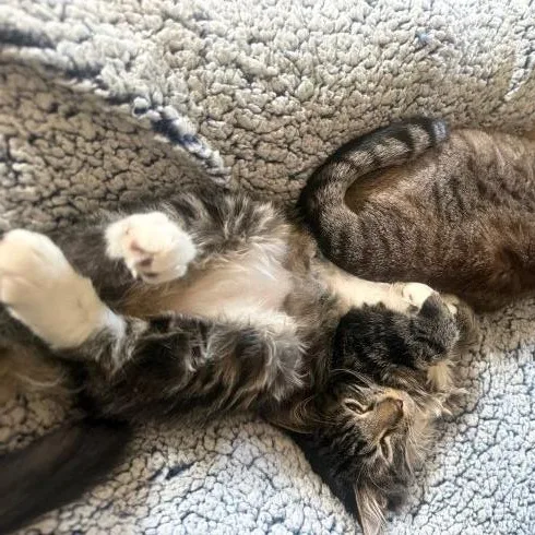 Figaro thumbnail 2