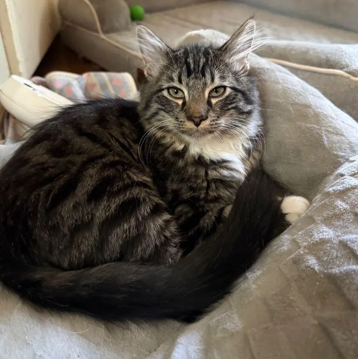 Figaro thumbnail 4
