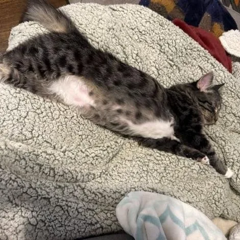 Figaro thumbnail 6