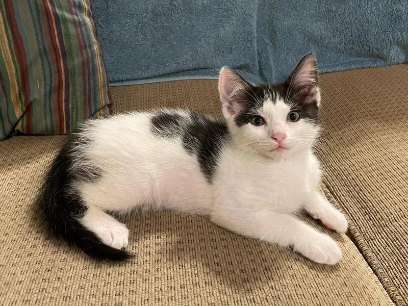 A baby medium-sized female Black & White / Tuxedo Domestic Short Hair cat named Melissa for adoption in Walnut Creek, CA
