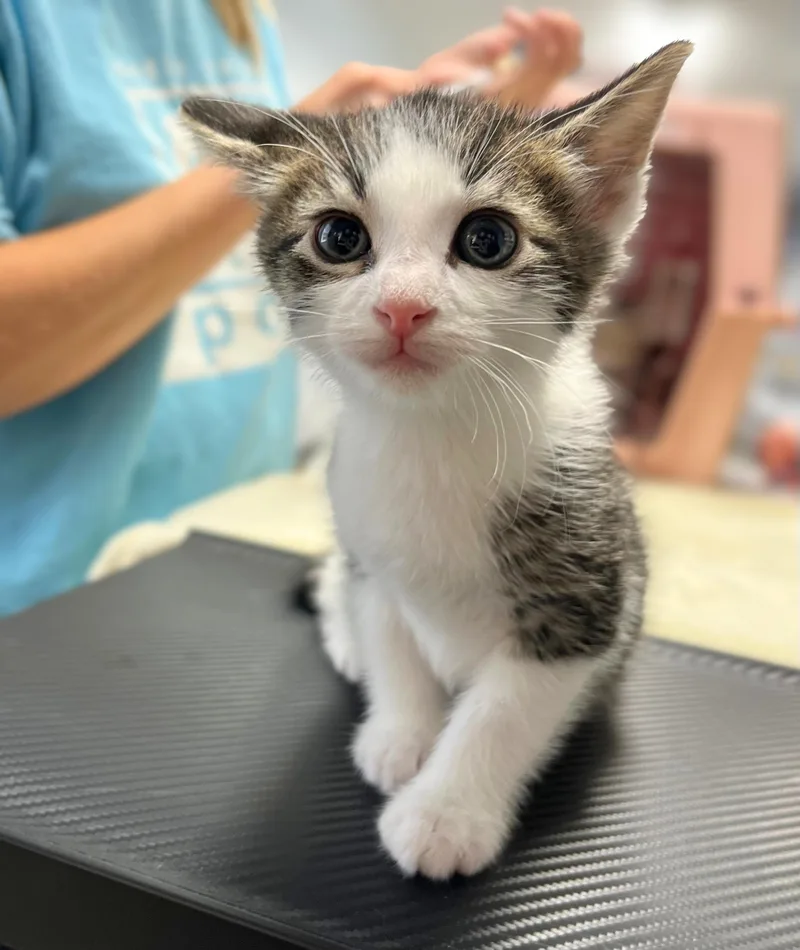 A baby medium-sized male Tabby (Brown / Chocolate) Domestic Short Hair cat named Stego for adoption in Seville, OH