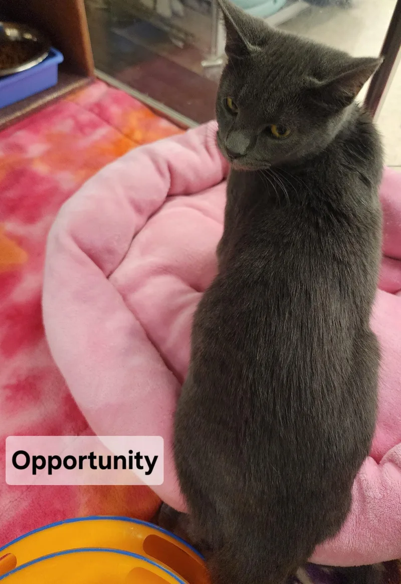 A baby medium-sized female Gray / Blue / Silver Domestic Short Hair cat named Opportunity for adoption in Forest, VA