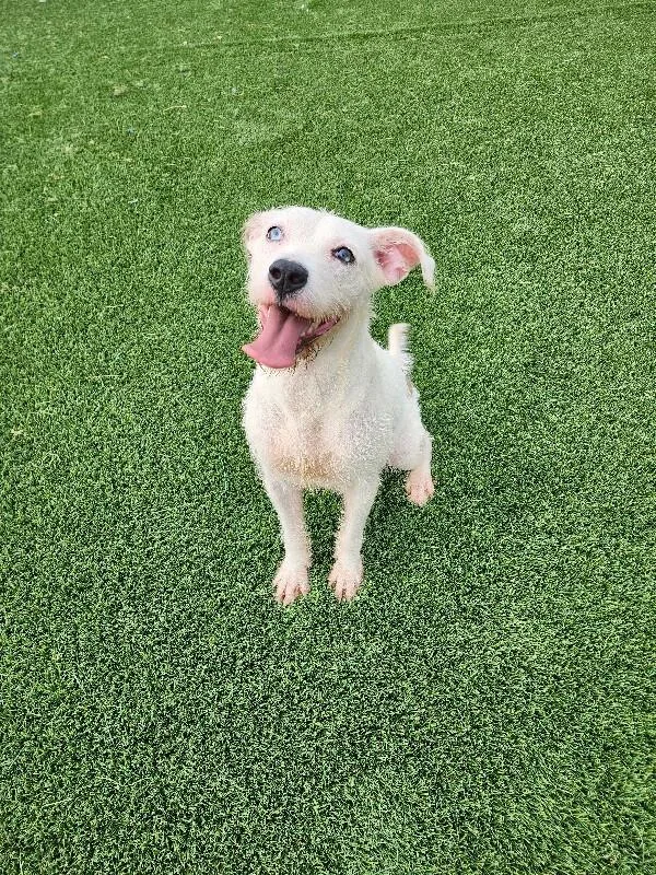 An adult medium-sized female White / Cream Terrier dog named Marbles for adoption in Jackson, TN