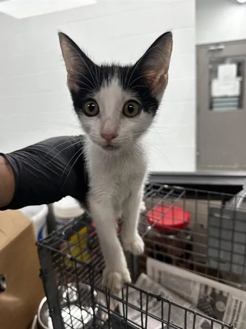 A baby small-sized male Domestic Short Hair cat named Milo for adoption in Pasadena, TX