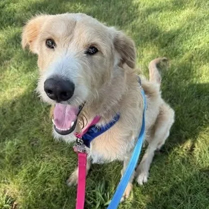 Cooper