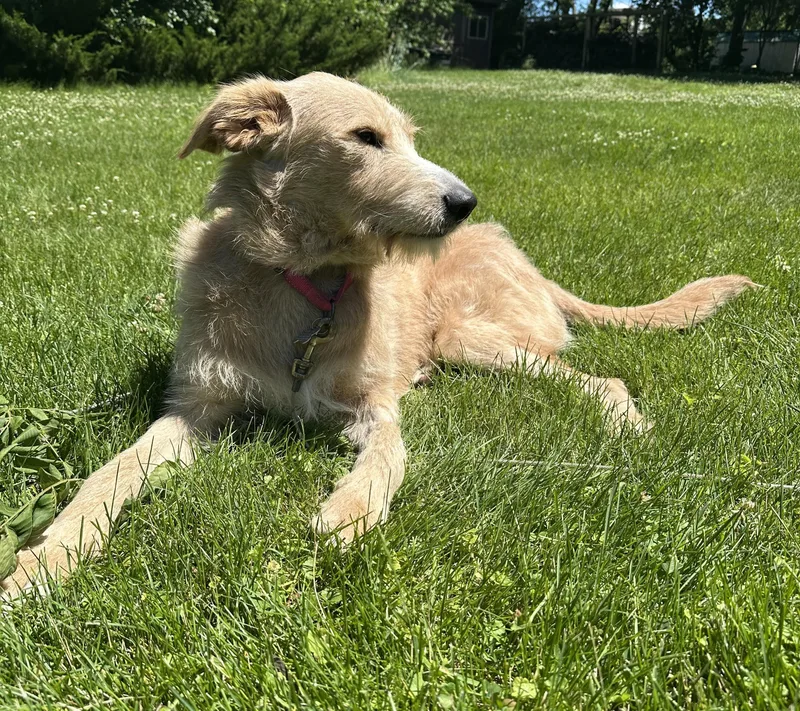 Cooper thumbnail 5