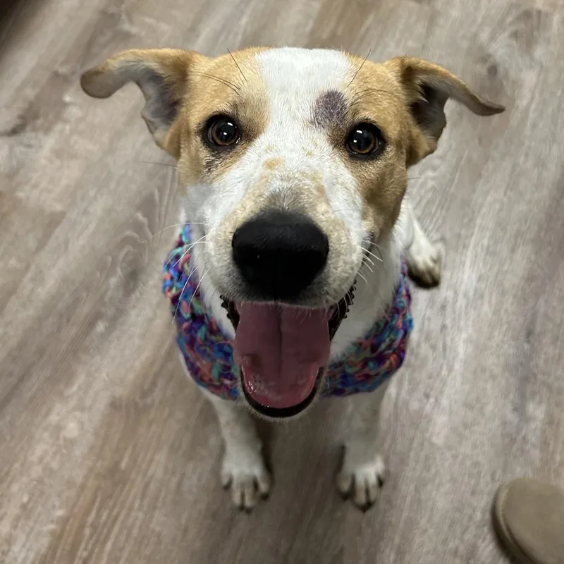 An adult large-sized female Labrador Retriever dog named Mama Sugar for adoption in Parker, CO