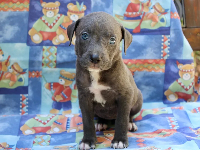 A baby large-sized female Gray / Blue / Silver Pit Bull Terrier dog named Kitkat for adoption