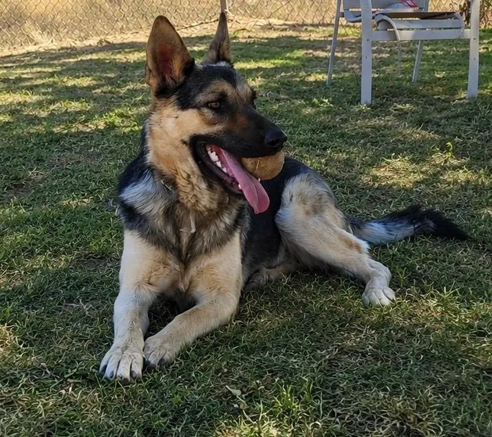 A young medium-sized female German Shepherd Dog dog named Shadow for adoption in oriskany, NY