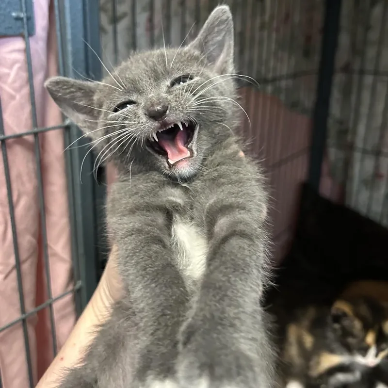 A baby small-sized male Gray / Blue / Silver Domestic Short Hair cat named Everest for adoption in Point Richmond, CA