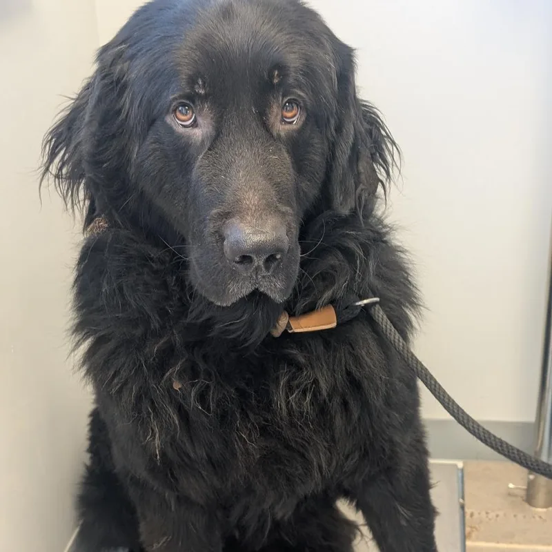 An adult large-sized male Newfoundland Dog dog named Freddrick for adoption in Watertown, NY