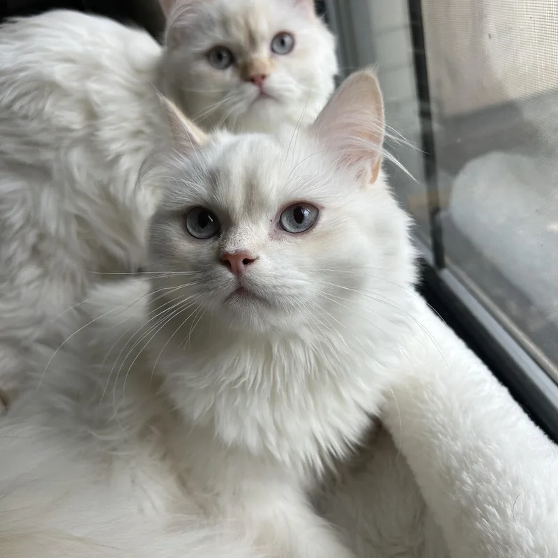 Pippin& Winnie thumbnail 2