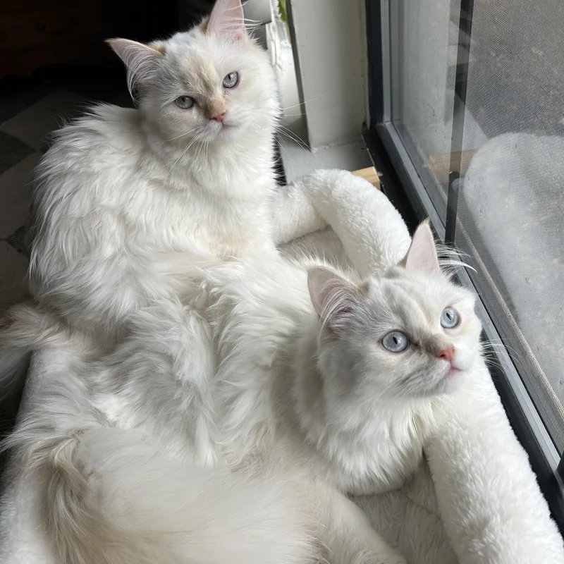 Pippin& Winnie thumbnail 3
