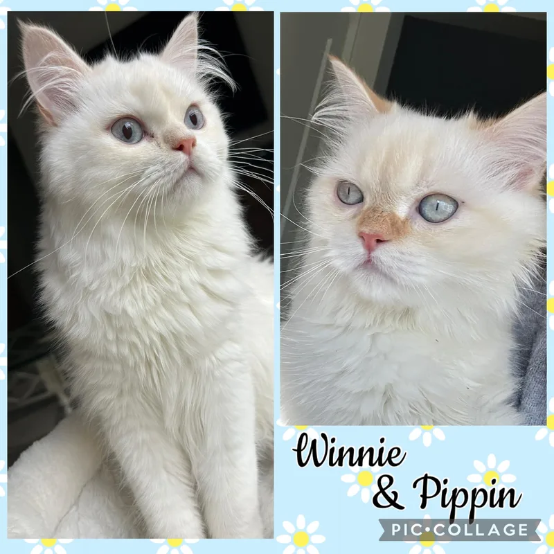 Pippin& Winnie thumbnail 5