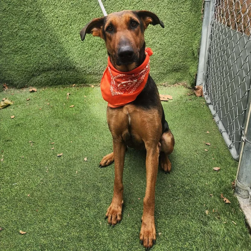 A young large-sized female Brown / Chocolate German Shepherd Dog dog named Star for adoption in Oak Point, TX