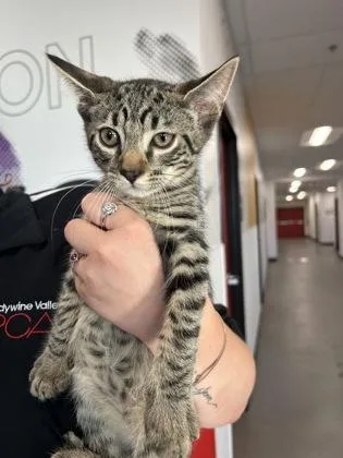 A baby medium-sized male Domestic Short Hair cat named Lee for adoption in West Chester, PA