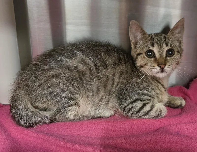 A baby medium-sized female Tabby (Gray / Blue / Silver) Domestic Short Hair cat named Bellossum for adoption in Amityville, NY