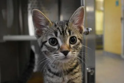 A young large-sized male Domestic Short Hair cat named Ronaldo for adoption in Kansas City, MO