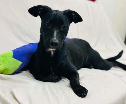 An adult medium-sized female Mixed Breed dog named Stevia for adoption in West Chester, PA