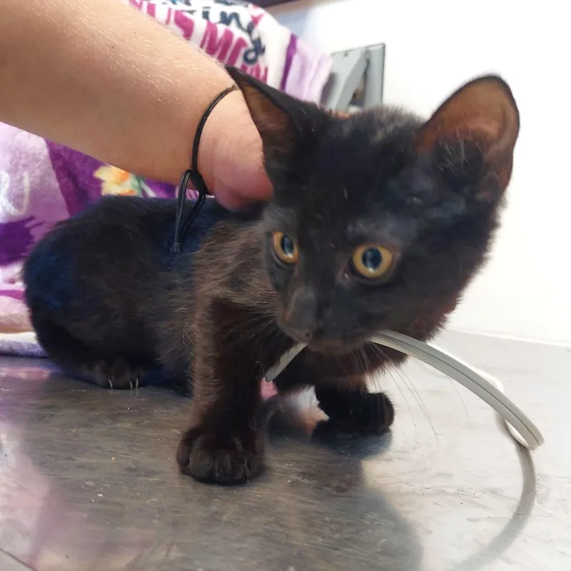 A baby small-sized female Black Domestic Short Hair cat named Styx for adoption in Ashtabula, OH