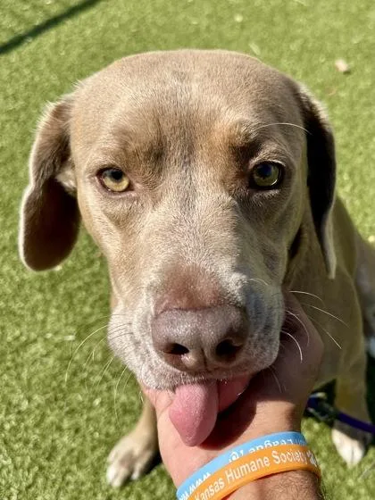 An adult large-sized male Yellow / Tan / Blond / Fawn Mixed Breed dog named Ghost of Mr. Chicken for adoption in Wichita, KS