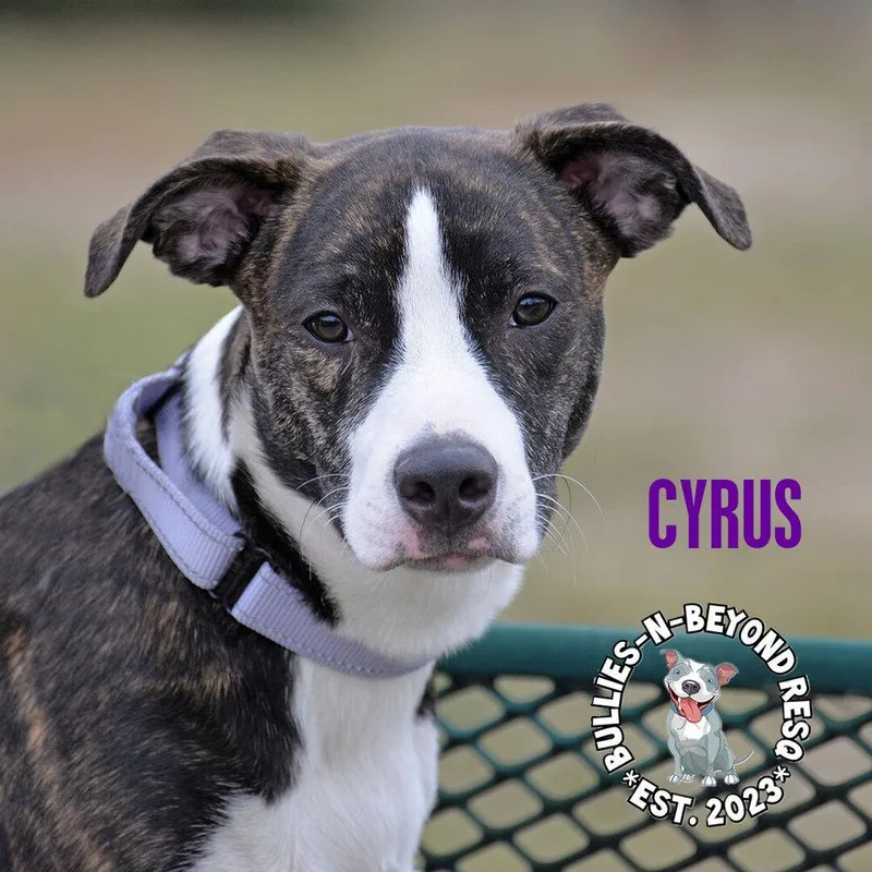 Cyrus thumbnail 2