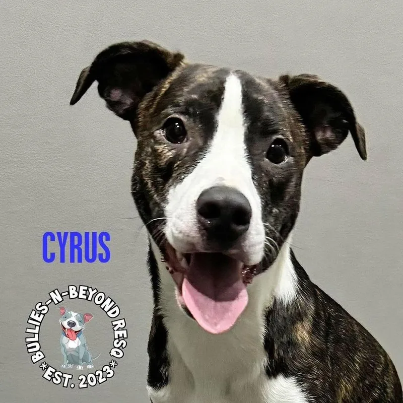Cyrus thumbnail 3