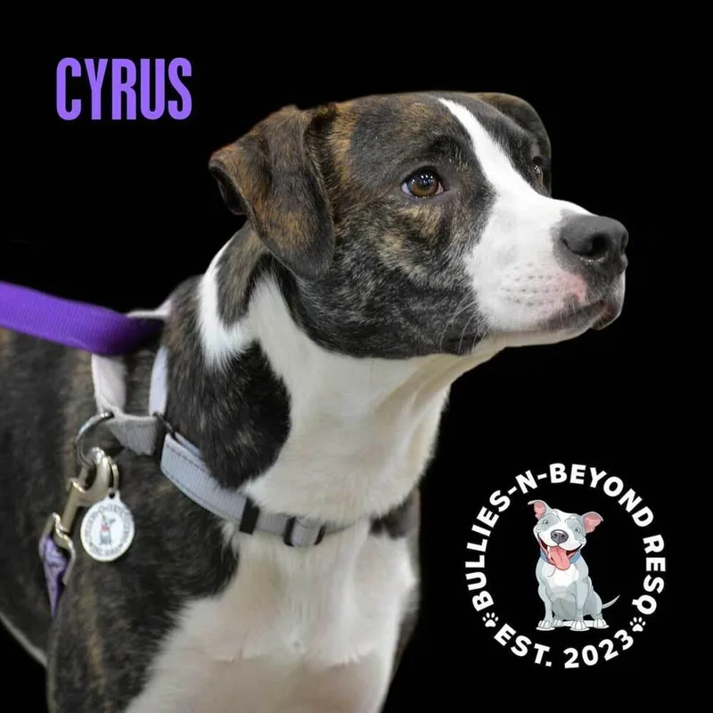 Cyrus thumbnail 5