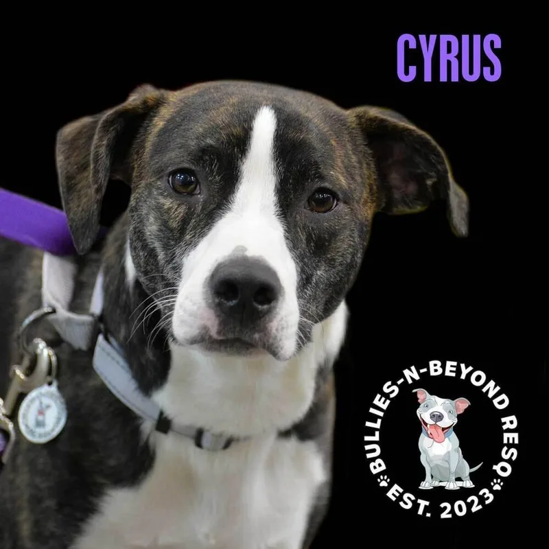 Cyrus thumbnail 6
