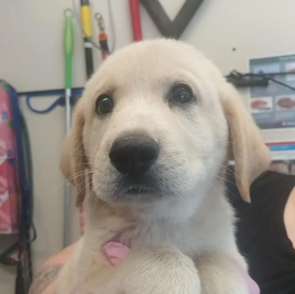 A baby large-sized male Great Pyrenees dog named Michelangelo for adoption in El Cajon, CA