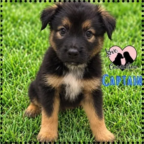 A baby medium-sized male Bicolor Border Collie dog named Captain for adoption in Gilbert, AZ