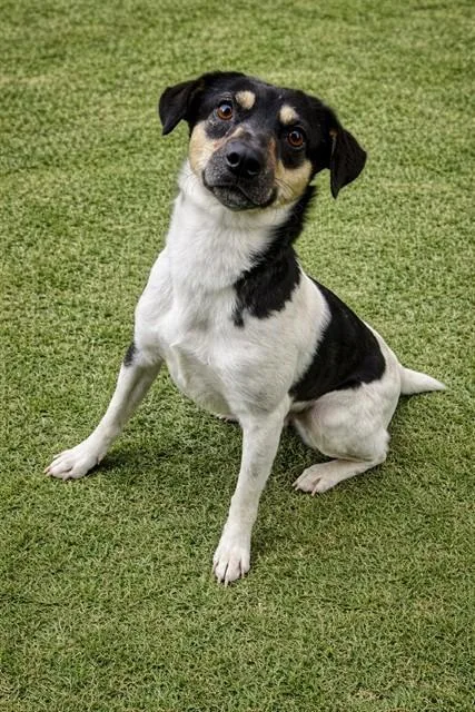 An adult medium-sized male Rat Terrier dog named Ellis for adoption in Lancaster, CA