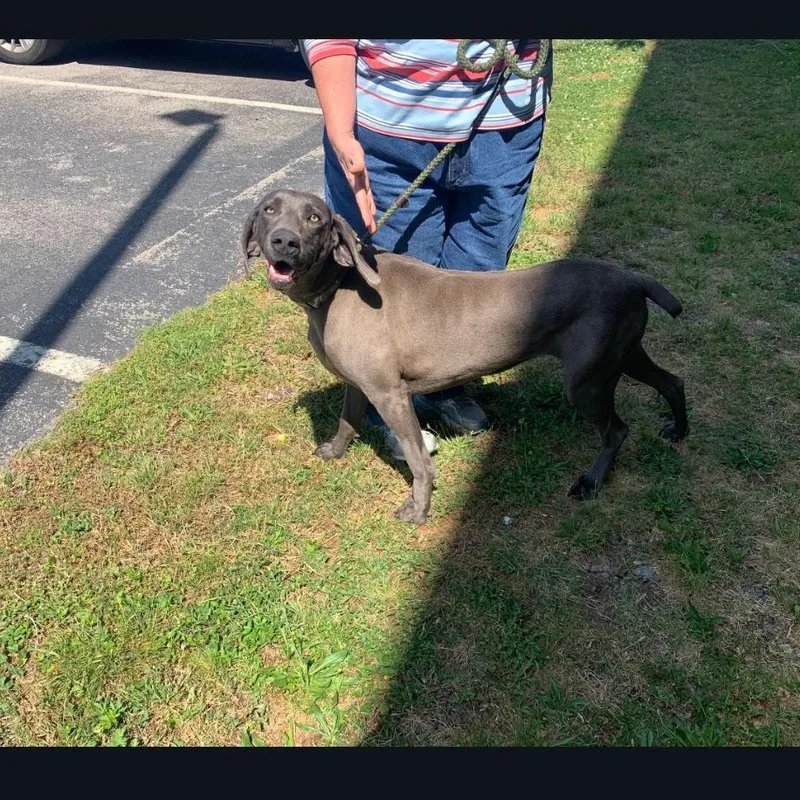 A young large-sized female Gray / Blue / Silver Weimaraner dog named Greta for adoption in Birmingham, AL