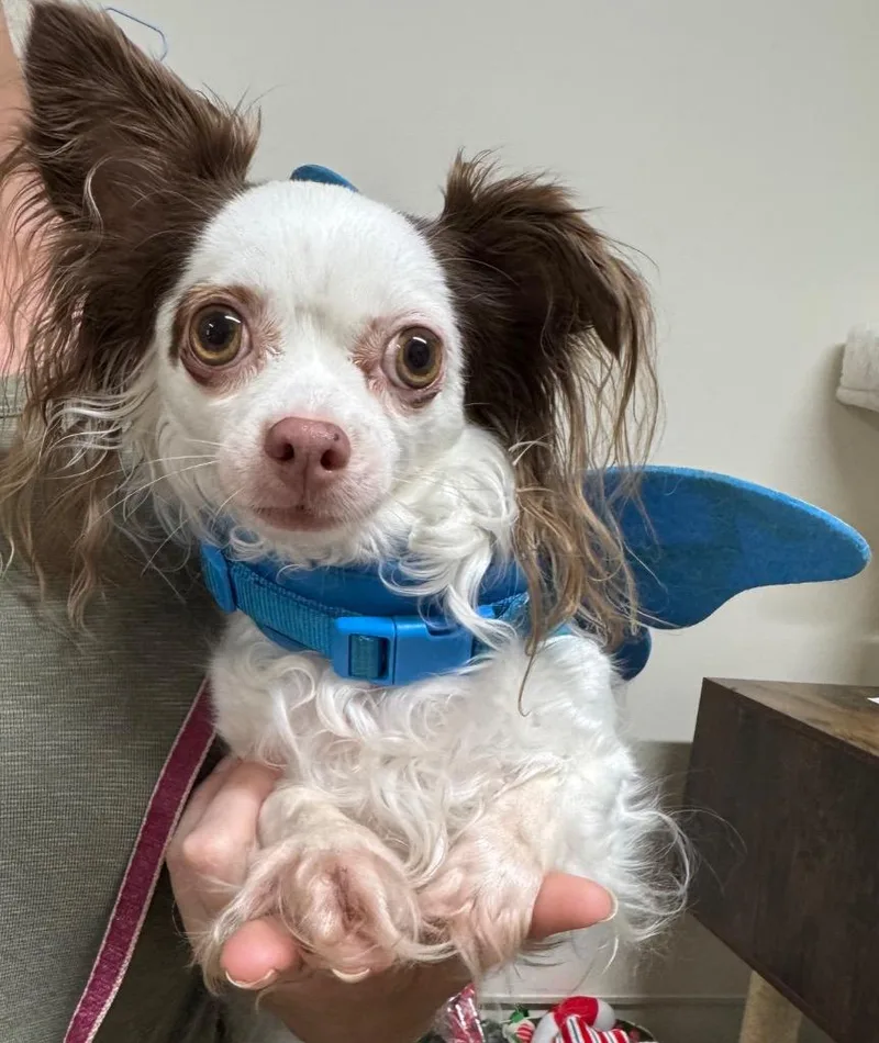 An adult small-sized female Chihuahua dog named Lily for adoption in St. Albans, VT