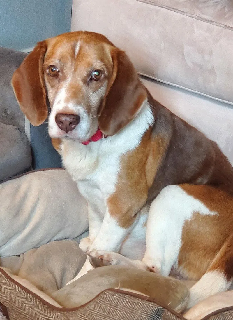 An adult small-sized male Beagle dog named Bugsey for adoption in Dunnellon, FL