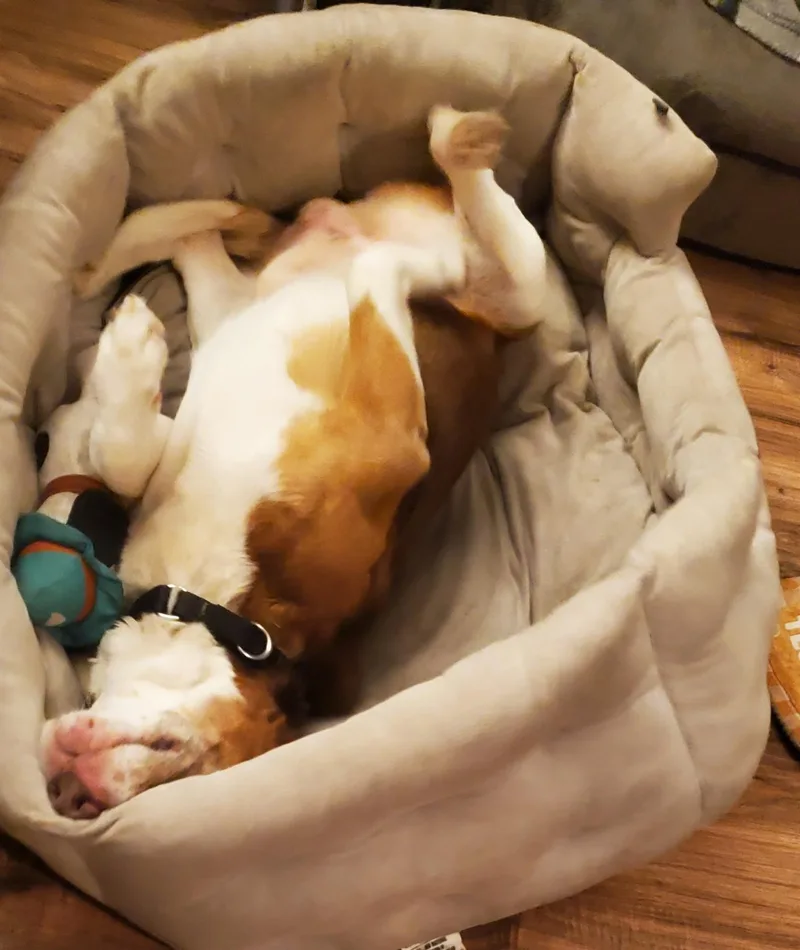 Bugsey thumbnail 3