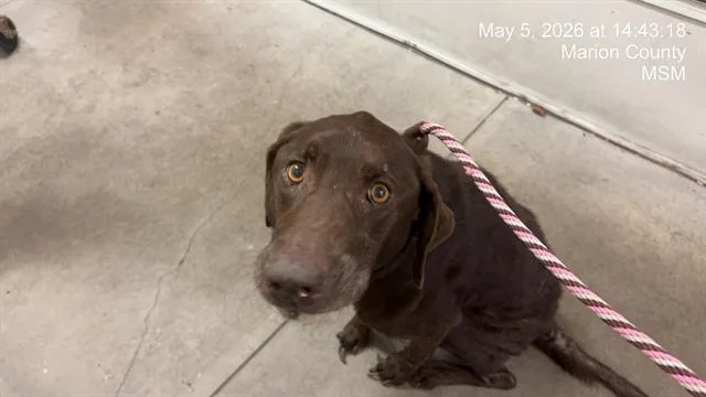 An adult large-sized female Labrador Retriever dog named A for adoption in Ocala, FL