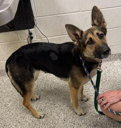 An adult large-sized female Black German Shepherd Dog dog named Teagan for adoption in Kansas City, MO