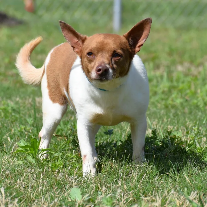 An adult small-sized male Red / Chestnut / Orange Rat Terrier dog named Roger for adoption in Wharton, TX