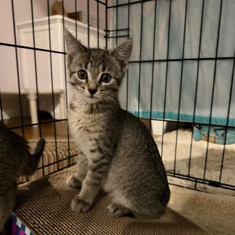 A baby small-sized female Domestic Short Hair cat named Little Bear for adoption in Hampton Bays, NY