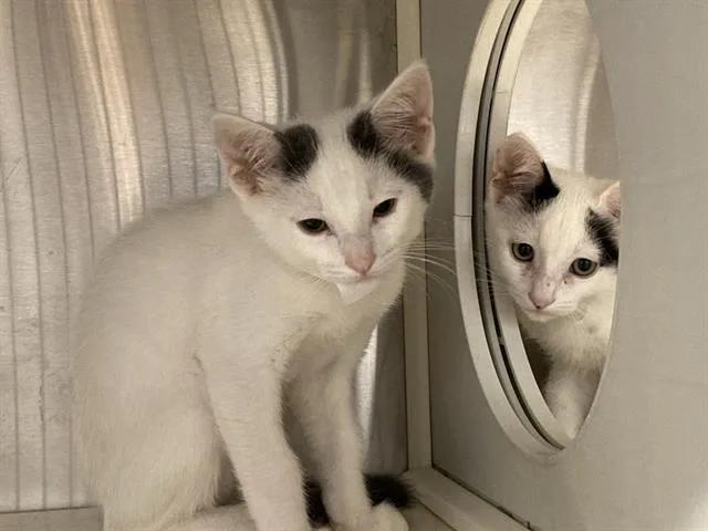 A baby small-sized male Domestic Short Hair cat named Goosie for adoption in Tustin, CA