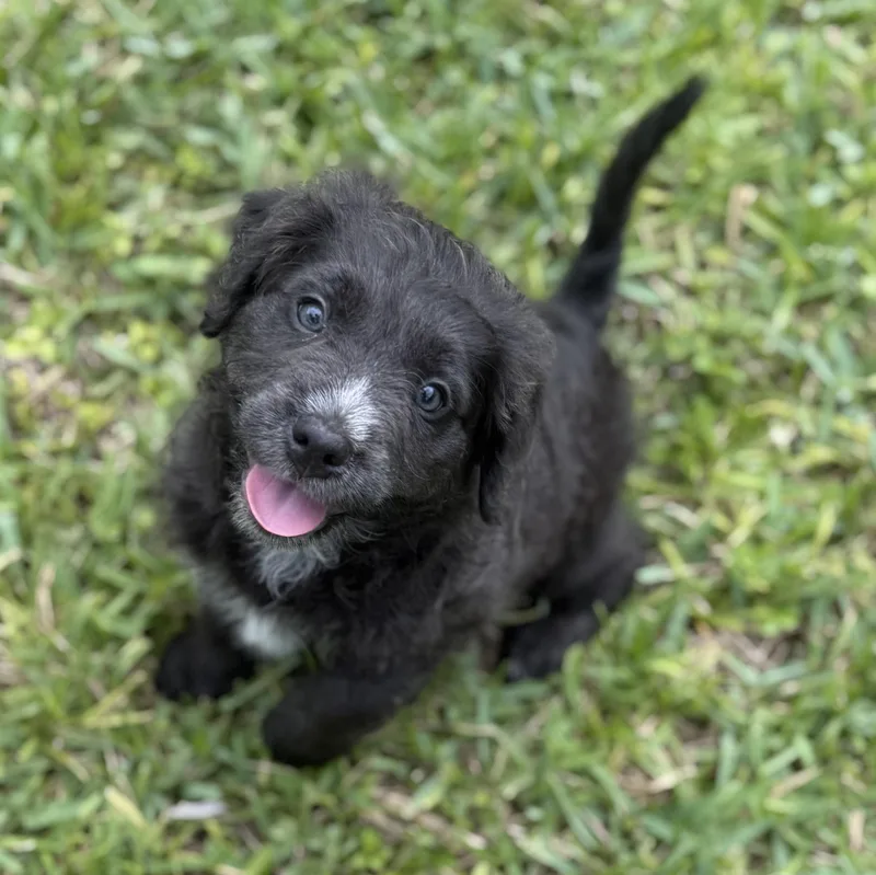 A baby medium-sized female Gray / Blue / Silver Terrier dog named Sonni for adoption in Homestead, FL