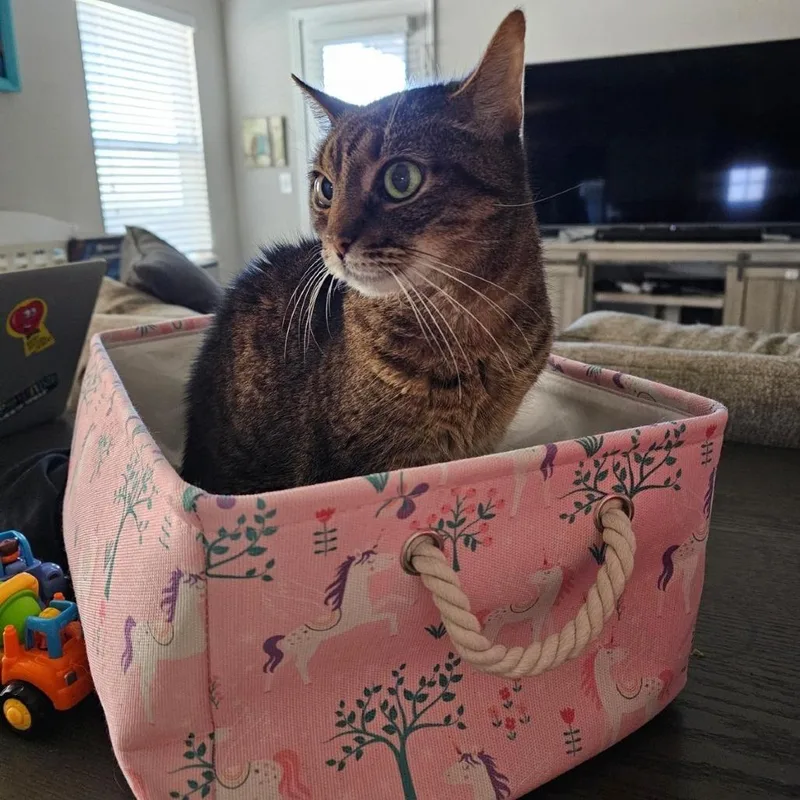 A senior small-sized female Brown / Chocolate Domestic Short Hair cat named Pat for adoption in Austin, TX