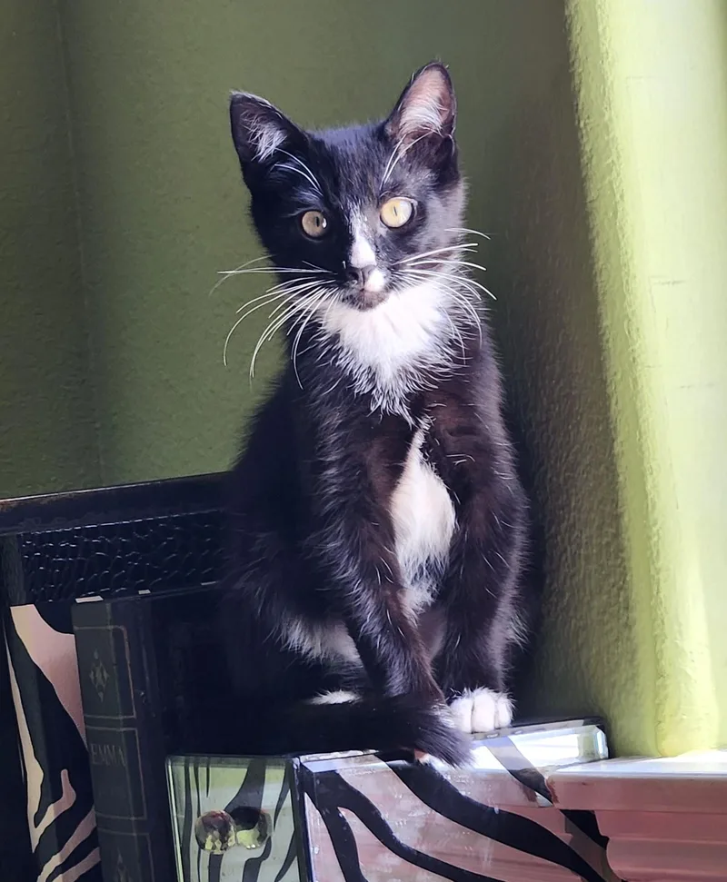 A baby small-sized male Black & White / Tuxedo Tuxedo cat named Johnny for adoption in Burbank, CA
