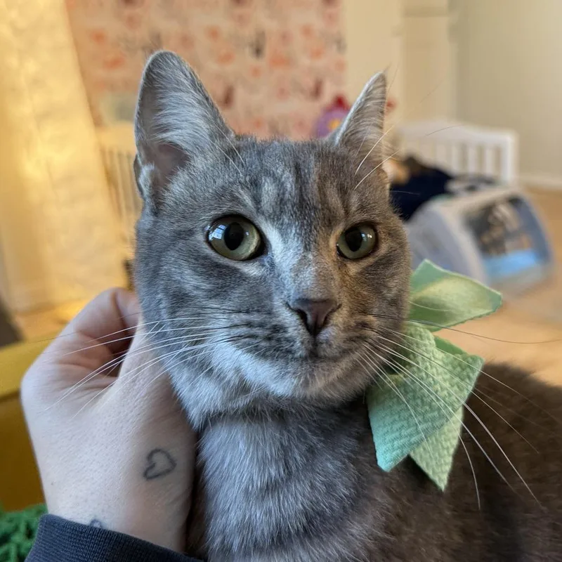 Blueberry Muffin thumbnail 2