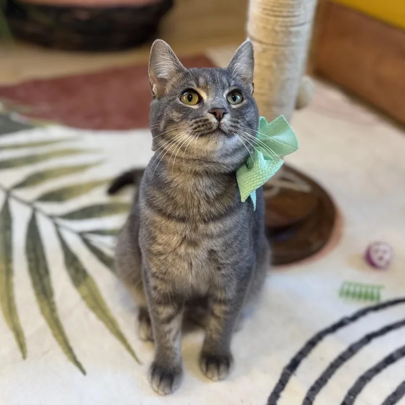 Blueberry Muffin thumbnail 4