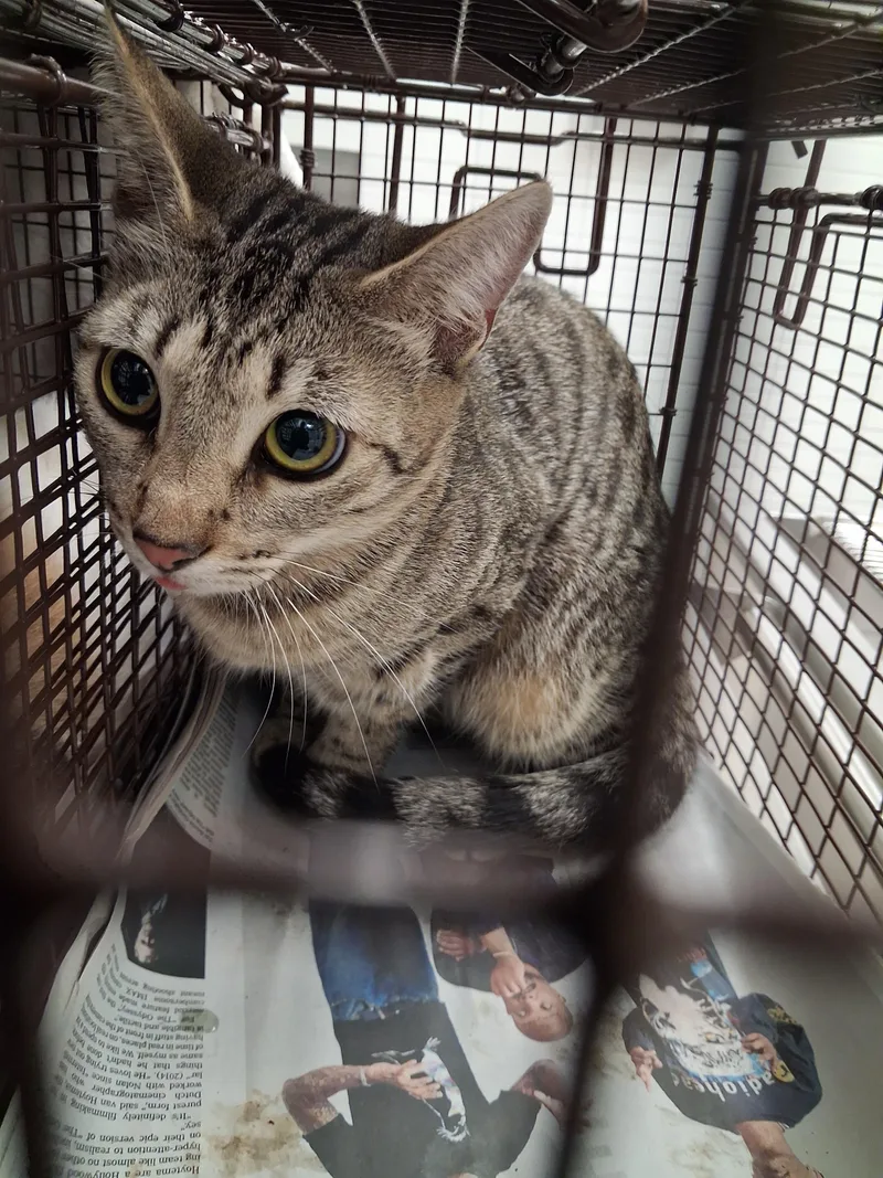 A young medium-sized female Domestic Short Hair cat named Brownie for adoption in Los Angeles, CA