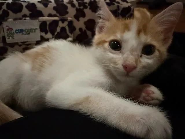 A baby small-sized male Domestic Short Hair cat named Rhett for adoption in Peoria, IL