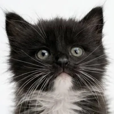 A baby medium-sized male Domestic Medium Hair cat named Poopaw for adoption in Pleasanton, CA