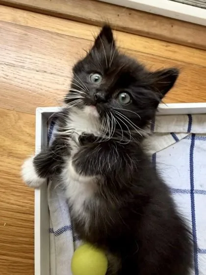 Poopaw thumbnail 3